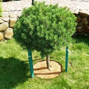 Приствольный круг